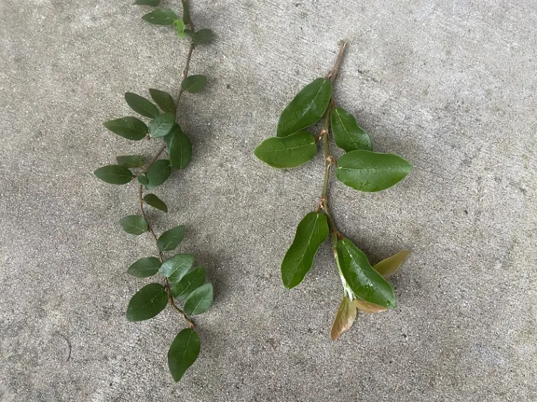 Ficus pumila immature vs. mature stem