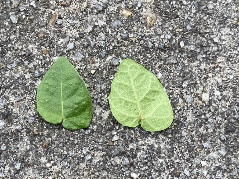 Ficus pumila immature leaf front and back