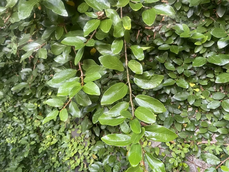 Ficus pumila mature stem