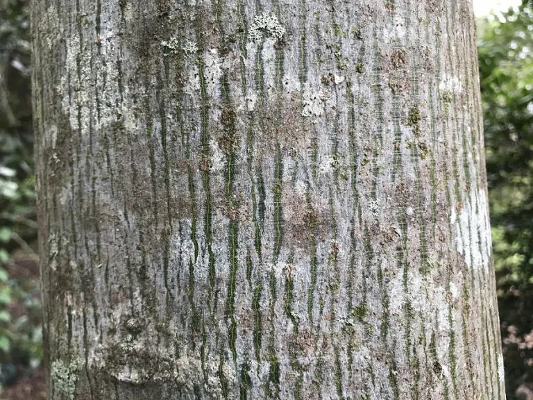 Firmiana simplex bark