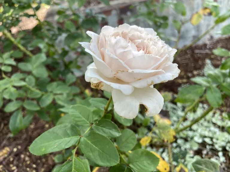Rosa 'KORmaccap' (First Crush™ Parfuma®) flower side view