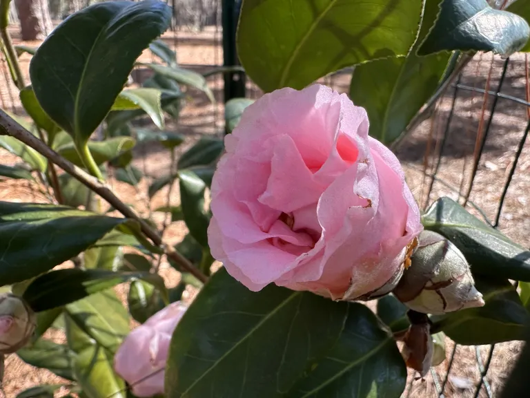 Flower Bud Opening