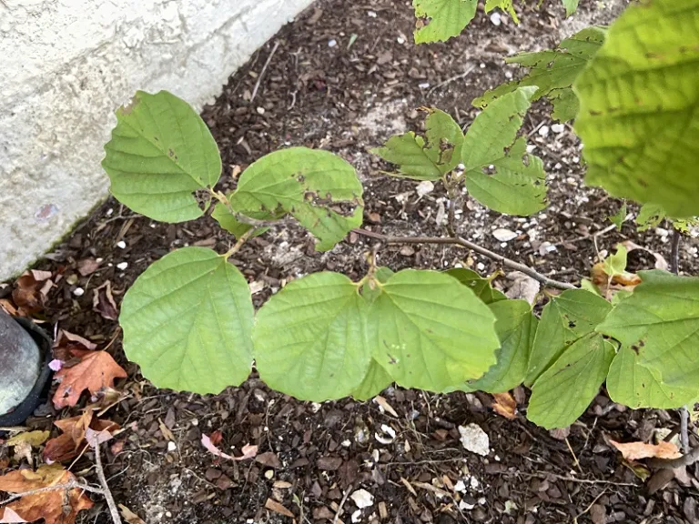 Fothergilla 'Mount Airy' foliage