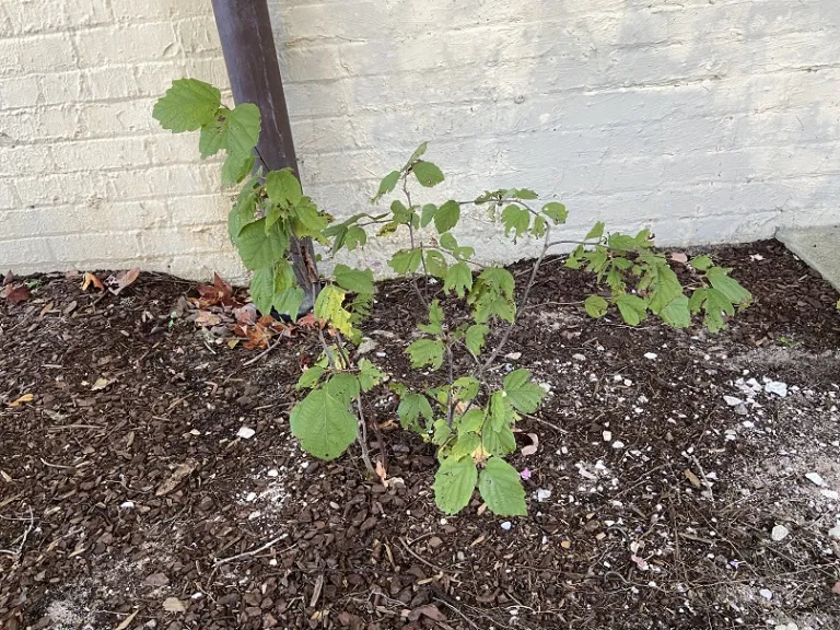 Fothergilla 'Mount Airy' habit