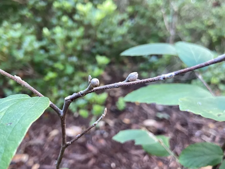 Fothergilla gardenii 'Blue Mist' buds