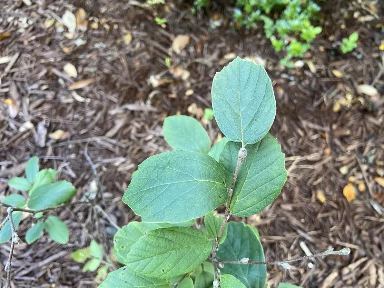 Fothergilla gardenii 'Blue Mist' foliage