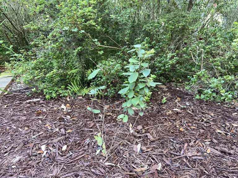 Fothergilla gardenii 'Blue Mist' habit