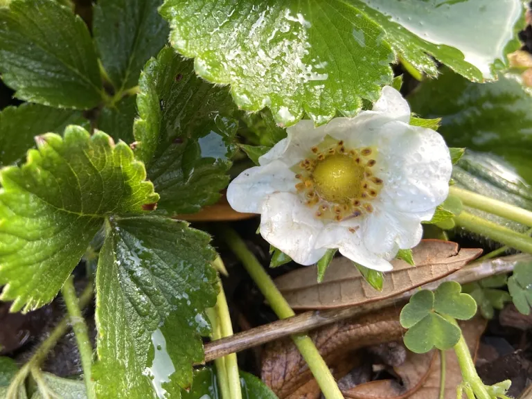 Fragaria × ananassa 'Seascape' flower