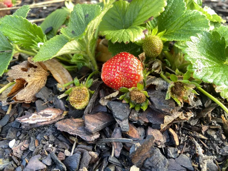 Fragaria × ananassa 'Seascape' fruit