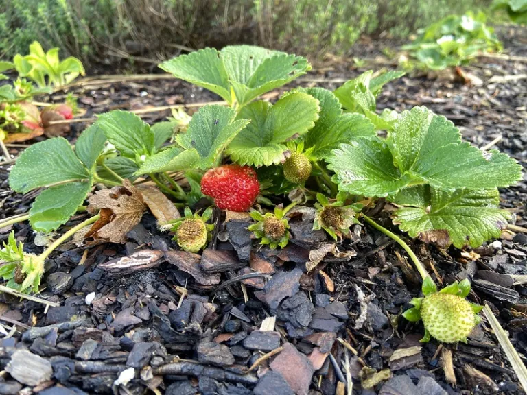 Fragaria ×ananassa 'Seascape' fruiting habit