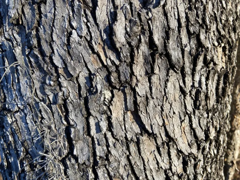 Fraxinus caroliniana bark
