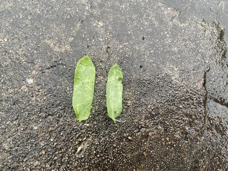 Gaillardia pulchella leaf front and back