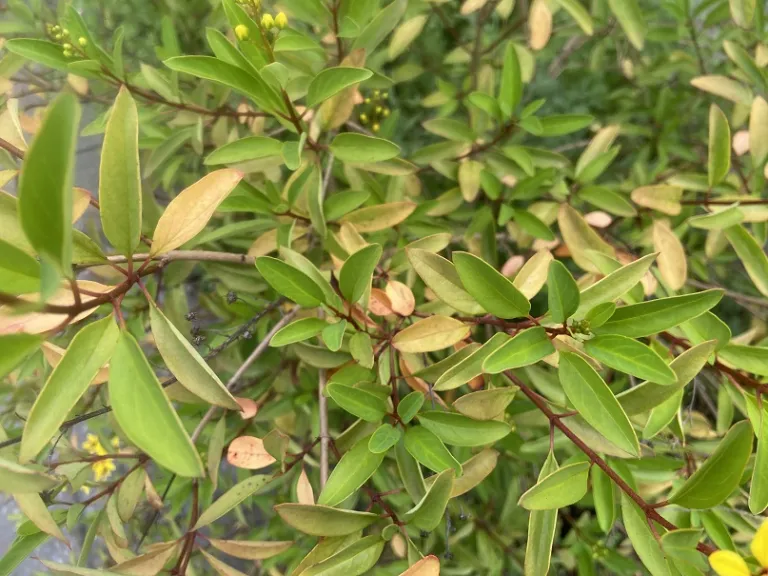 Galphimia gracilis foliage