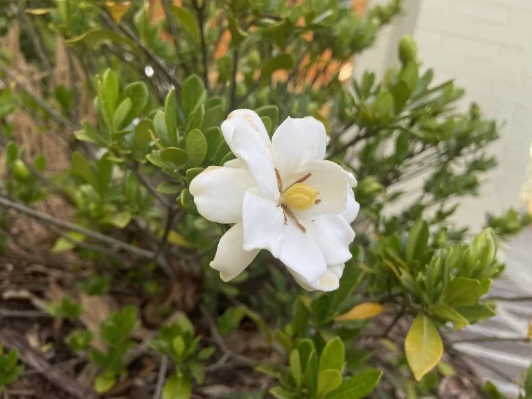 Gardenia jasminoides 'Double Mint' flower