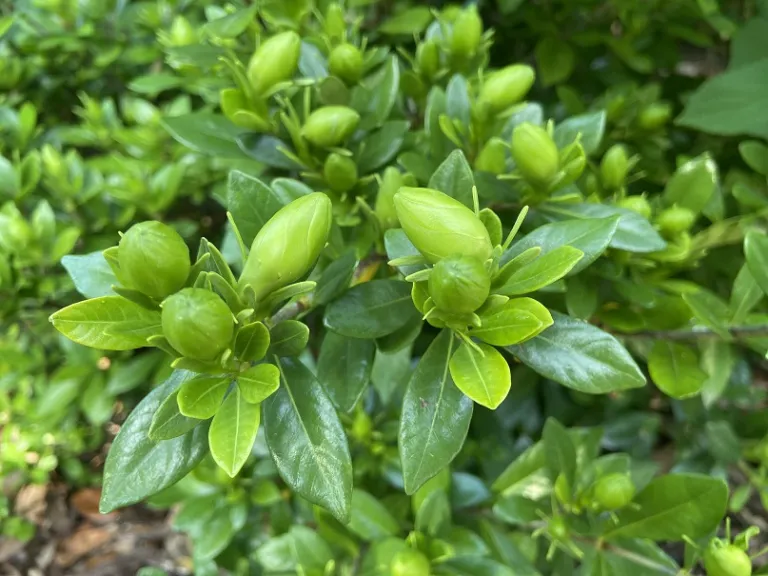 Gardenia jasminoides 'Double Mint' flower bud