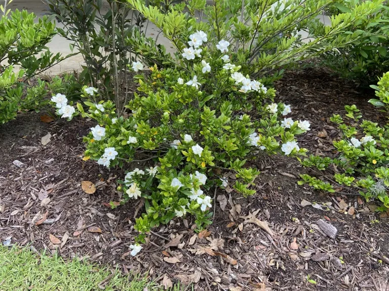 Gardenia jasminoides 'Double Mint' flowering habit