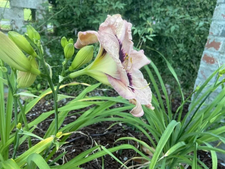 Hemerocallis 'Gary Maly' flower