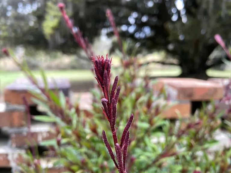 Gaura lindheimeri 'KLEAU04263' (Belleza® Dark Pink) flower buds
