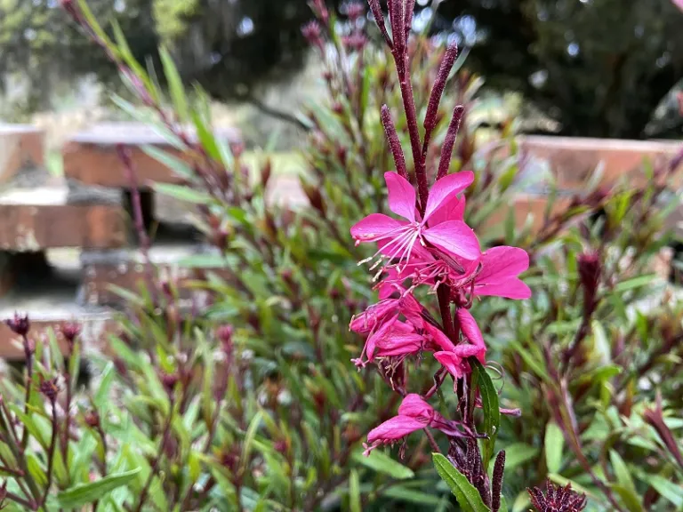 Gaura lindheimeri 'KLEAU04263' (Belleza® Dark Pink) flower