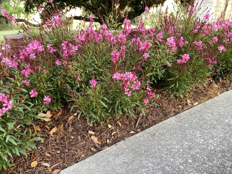 Gaura lindheimeri 'KLEAU04263' (Belleza® Dark Pink) flowering habit