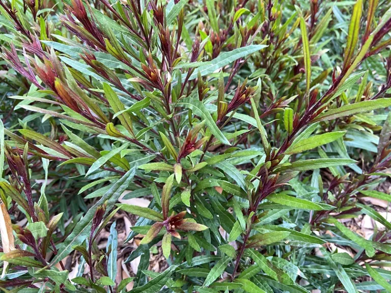 Gaura lindheimeri 'KLEAU04263' (Belleza® Dark Pink) foliage