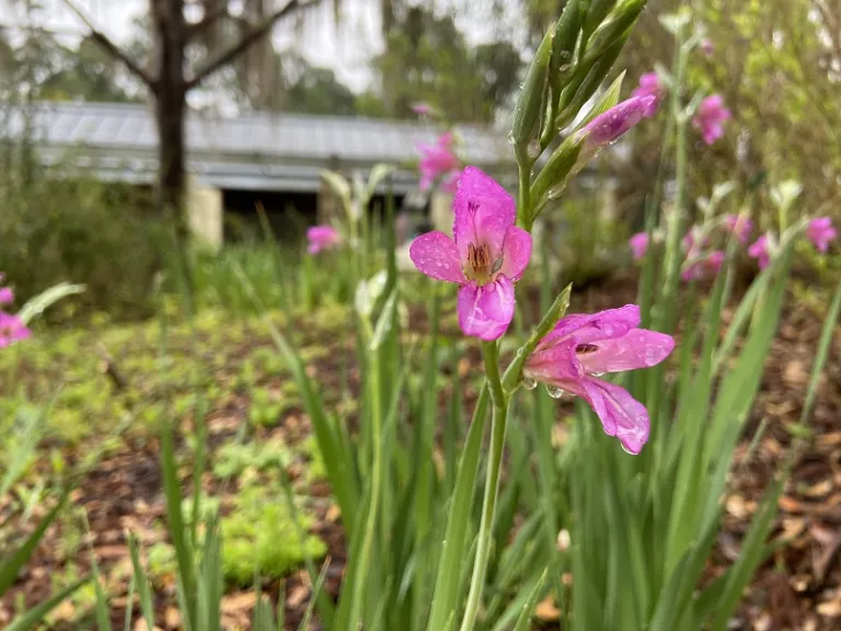 Gladiolus communis var. byzantinus flower