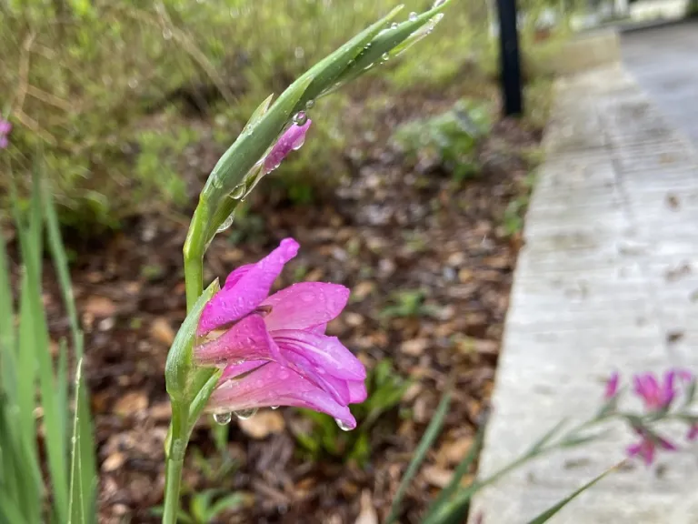 Gladiolus communis var. byzantinus flower