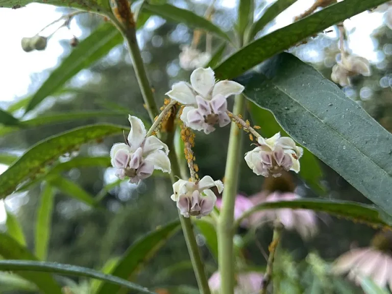 Gomphocarpus physocarpus flower