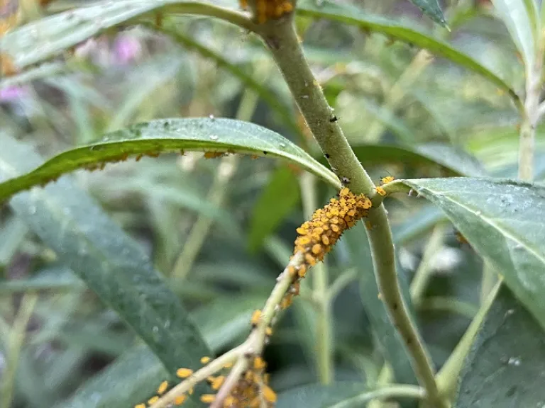 Gomphocarpus physocarpus with aphids