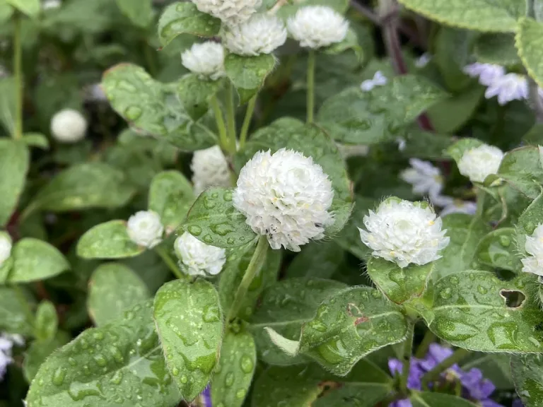 Gomphrena globosa 'Buddy White' flower