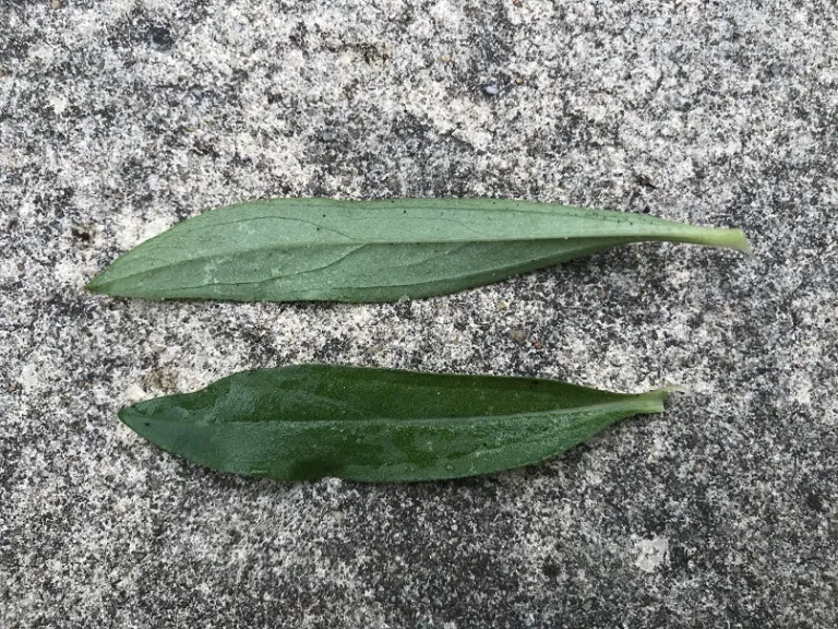 Gomphrena pulchella 'Fireworks' leaf front and back
