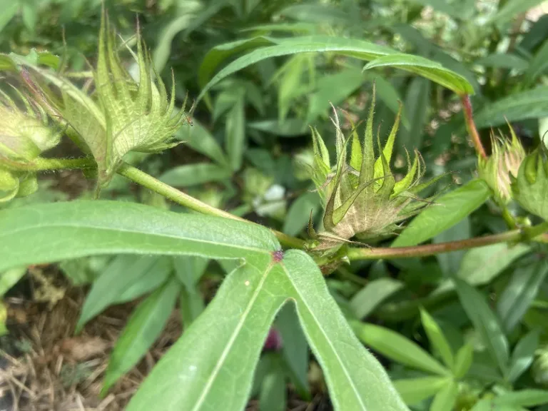 Gossypium hirsutum 'Nankeen' flower bud