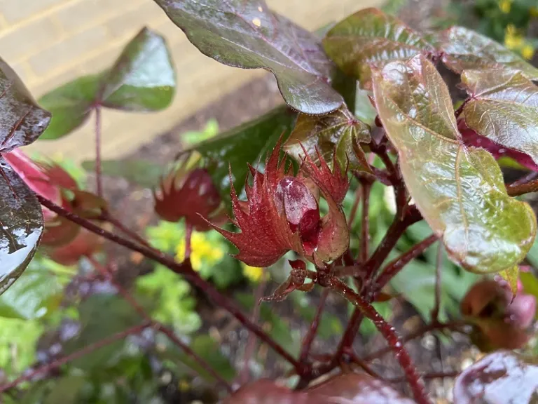 Gossypium hirsutum 'Red Foliated' flower bud