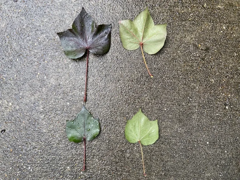 Gossypium hirsutum 'Red Foliated' leaves front and back