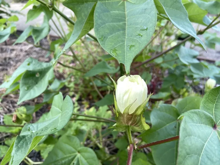 Gossypium hirsutum 'Sea Island Brown' flower bud