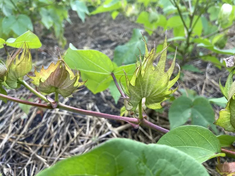 Gossypium hirsutum 'Sea Island Brown' flower bud