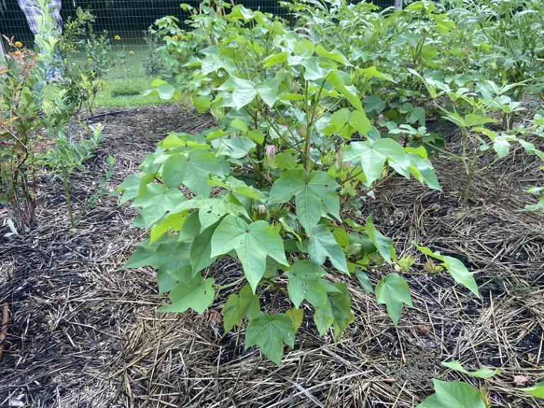 Gossypium hirsutum 'Sea Island Brown' flowering habit