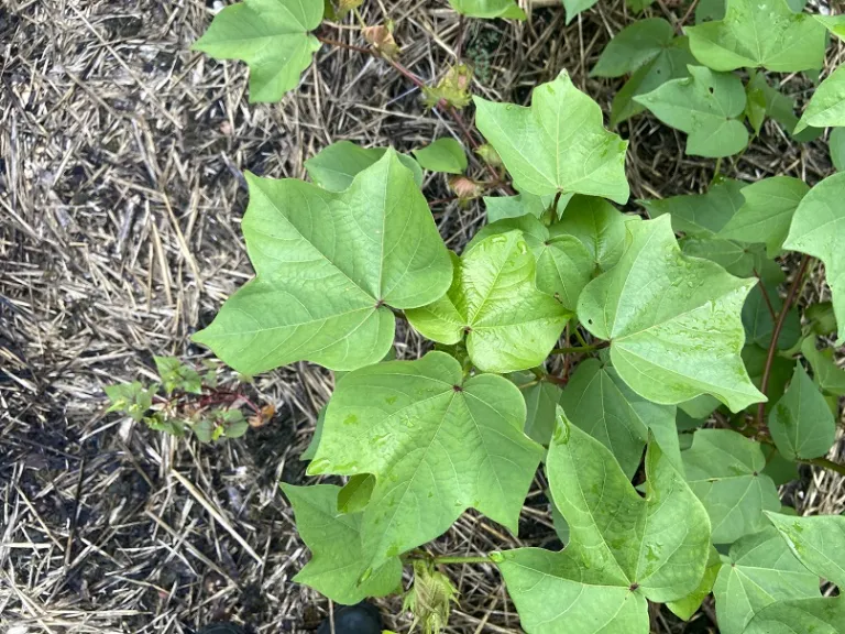 Gossypium hirsutum 'Sea Island Brown' foliage