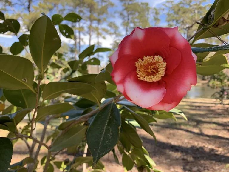 Camellia japonica 'Gunsmoke Variegated' flower