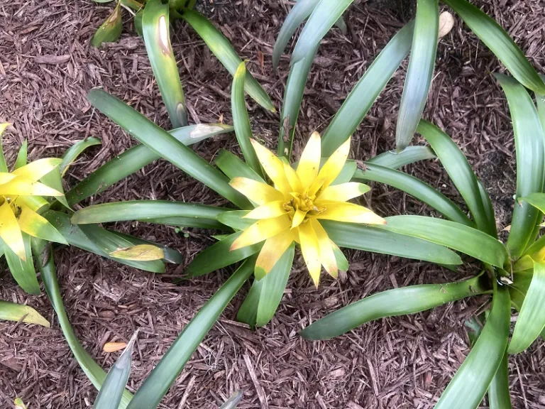 Guzmania 'Hilda' foliage