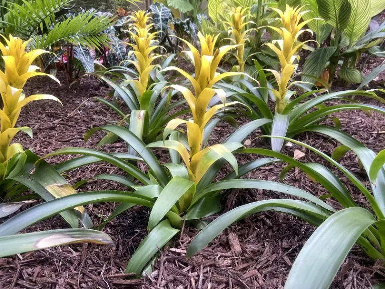 Guzmania 'Hilda' habit