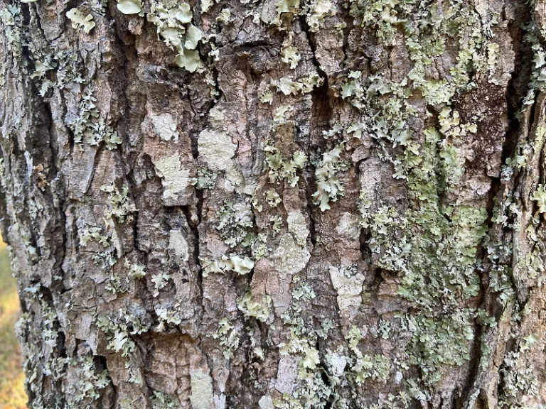 Gymnocladus dioica bark