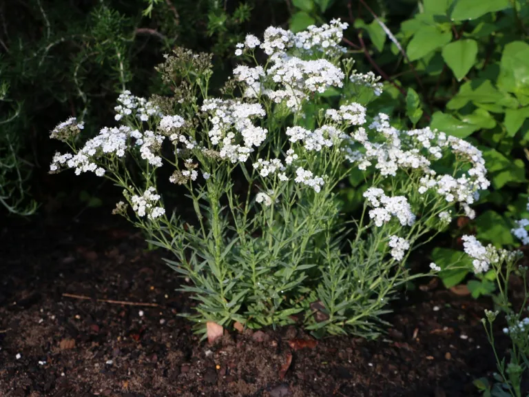 Gypsophila paniculata 'Danfestar' (FESTIVAL STAR®) flowering habit