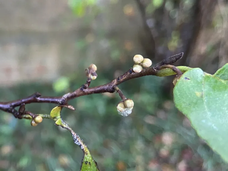 Hamamelis virginiana flower buds