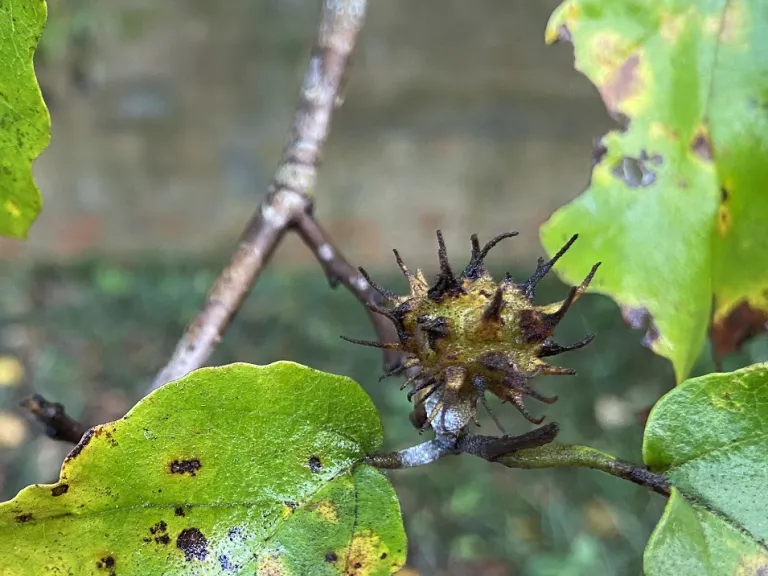 Hamamelis virginiana spiny gall from spiny witchhazel gall aphid