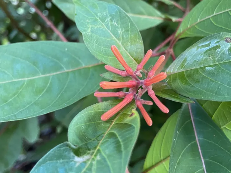 Hamelia patens flower buds