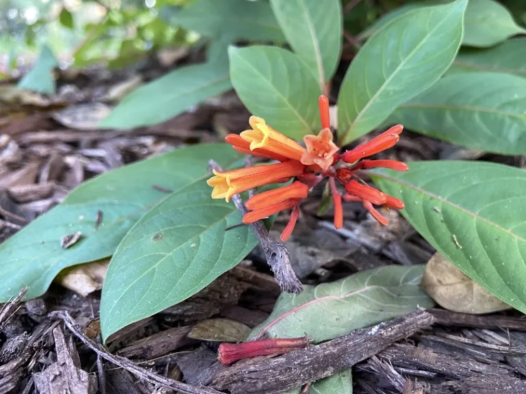 Hamelia patens flowers