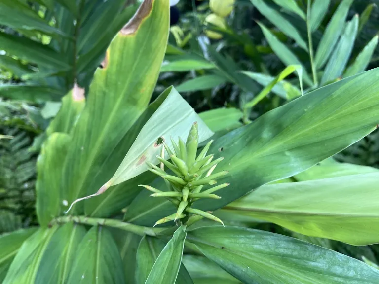 Hedychium coccineum flower buds