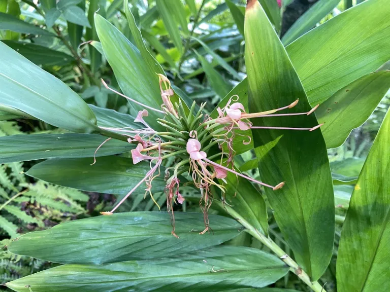 Hedychium coccineum flowers
