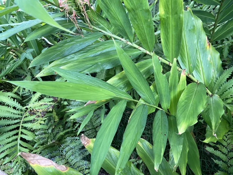 Hedychium coccineum foliage